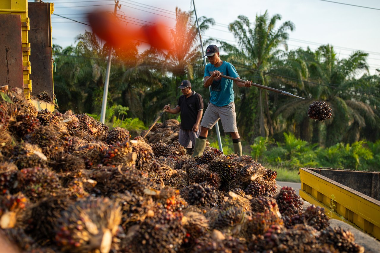 9 Plantation Sector IJMI 2024