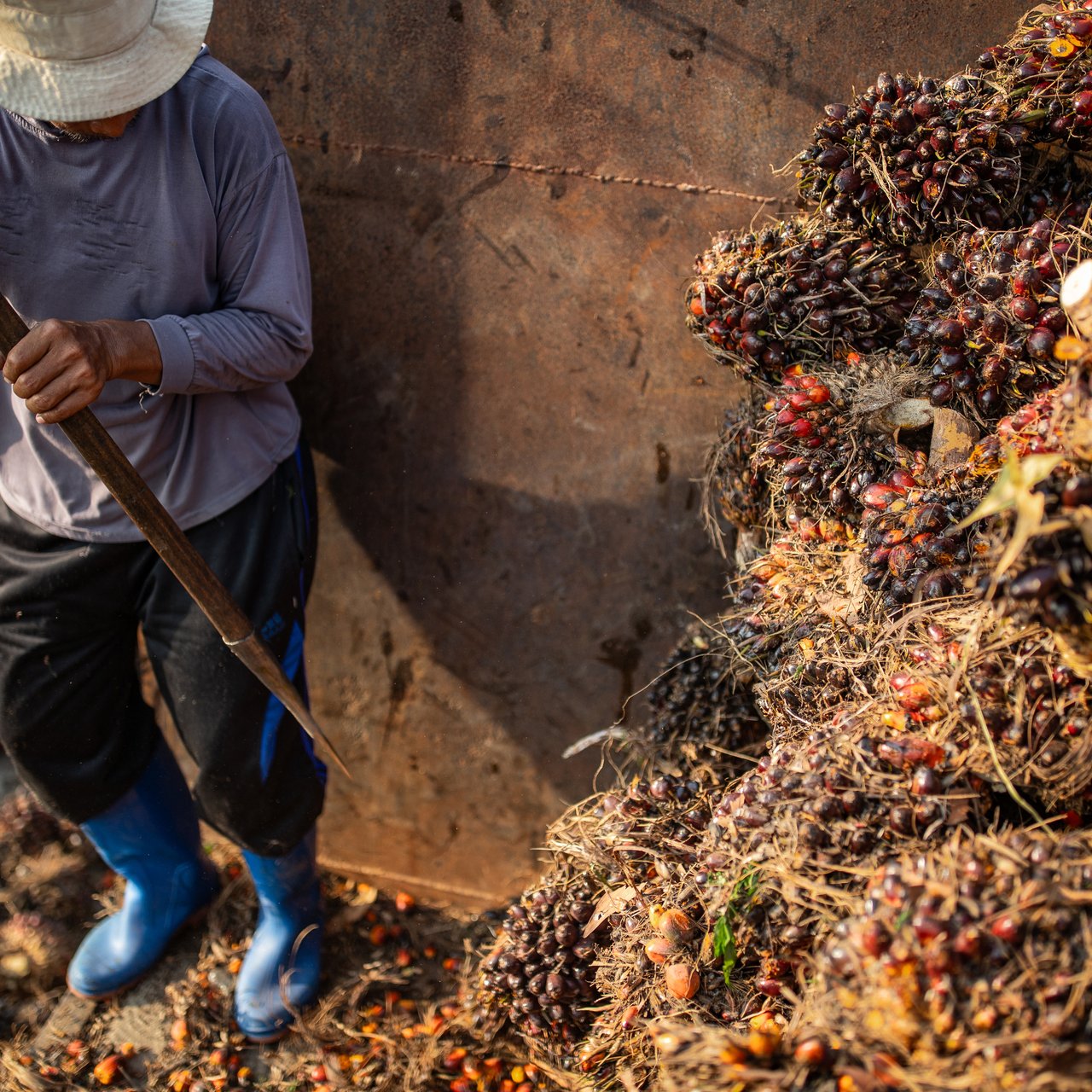 8 Plantation Sector IJMI 2024