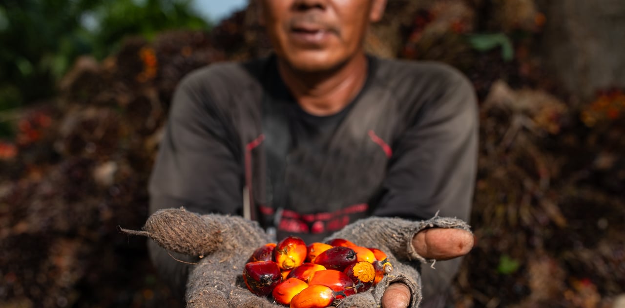 6 Plantation Sector IJMI 2024