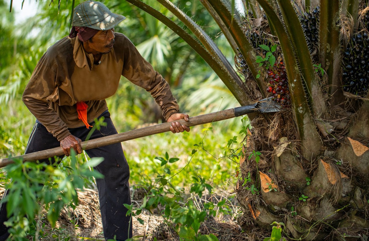 1 Plantation Sector IJMI 2024